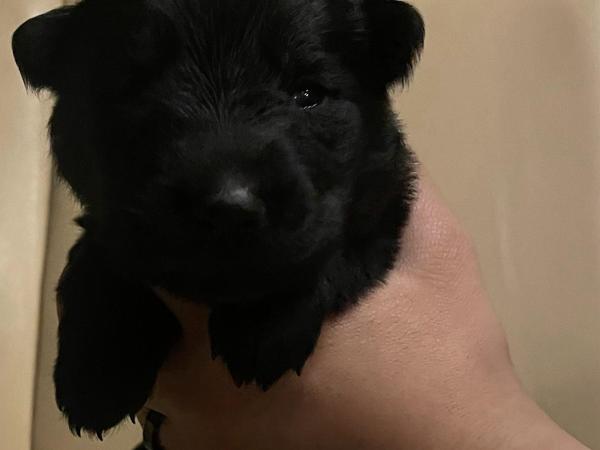 Chenin, black German Shepherd puppy