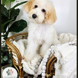 Black Collar Male - Sable male Aussiedoodle puppy in Grand Rapids, Michigan from The Kindred K9