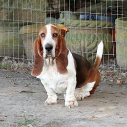 Walter AKA Jazz Funk Breenbrass - Brown black and white male Basset Hound puppy in Morton, Mississippi from Magnolia Basset Hounds