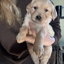 Female 3 - Dark golden female Golden Retriever puppy in Merrill, Michigan from Happy Tails Family Farm