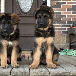 German Shepherd Puppies from Haus of Beautiful Chaos German Shepherds