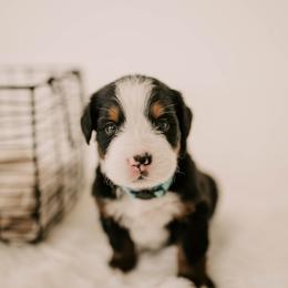 Bernese Mountain Dog Puppies from Swiss Mountain Bernese