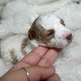 AKC Honey - Female - Clear - Parti female Poodle puppy in Tampa, Florida from The Sweet Life of a Toy Poodle
