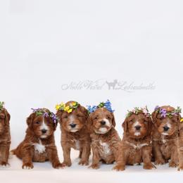 Australian Labradoodles from Noble Vestal Labradoodles