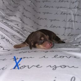 BLUE - Chocolate and cream Dachshund puppy in Woodville, Wisconsin from Dairyland Dachshunds