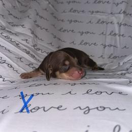 BLUE - Chocolate and cream Dachshund puppy in Woodville, Wisconsin from Dairyland Dachshunds