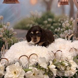 Pixie - Chocolate and cream female Dachshund puppy in Call, Texas from Dachshund D’Amore