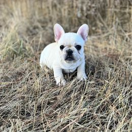 Light cream - Cream male French Bulldog puppy in Nevis, Minnesota from Faithful Acres French Bulldogs