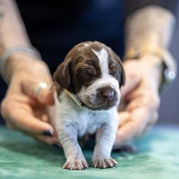 Yellow Boy - Liver and white male German Shorthaired Pointer puppy in Bryan, Texas from Ehrenvogel and Bessdach Kennels