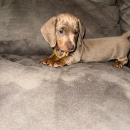 AKC MALE- 3000 - Fawn (isabella) and tan male Dachshund puppy in Homestead, Florida from Weenie Land Miami