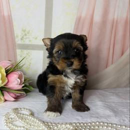 Meet Roxy 2000 - Black and tan female Yorkshire Terrier puppy in Douglas, Georgia from South Georgia Yorkies and Biewers