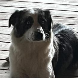 Australian Shepherds from Blue Creek Aussies