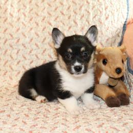 Tris - Black and tan female Pembroke Welsh Corgi puppy in Morton, Mississippi from Crown AB Farms Pembroke Welsh Corgis