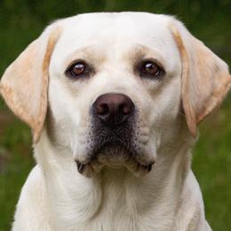 Labrador Retrievers from Above & Beyond LLC