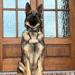 German Shepherds from A2 German Shepherd Dogs