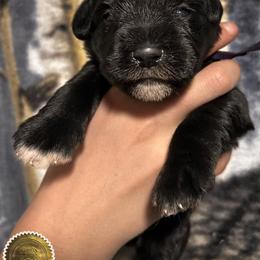 Dottie - Black female Miniature Schnauzer puppy in Frankford, Delaware from Miniature Schnauzers of Delmarva