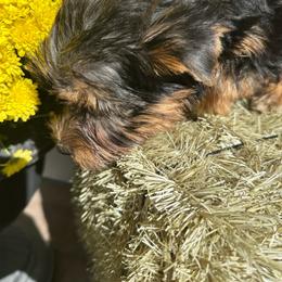 Midnight - Black and tan male Yorkshire Terrier puppy in South Coffeyville, Oklahoma from Nicki's Yorkies