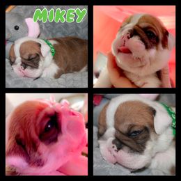 Mikey - Red and white Bulldog puppy in Lake, Mississippi from MS Magnolia Bulldogs