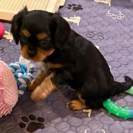 Millie (Helen) - Black and tan female Cavalier King Charles Spaniel puppy in Ocala, Florida from Ray of Sunshine Spaniels LLC