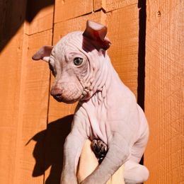Macaron - Blue male American Hairless Terrier puppy in Sacramento, California from Gold Rush Kennels