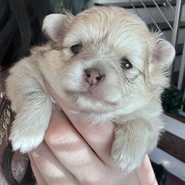 Pomeranian Puppies from Laura Velli