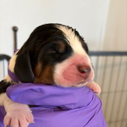 Boy 1 - Black white and brown male Basset Hound puppy in Columbus, Ohio from Olveras Hound of Ohio
