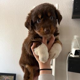 Kit Kat - Red tri-color female Australian Shepherd puppy in Weeki Wachee, Florida from Ace of Spades Australian Shepherds