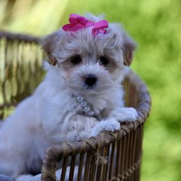 Avery - Cream Havanese puppy in Oregon City, Oregon from Sweetwood Havanese