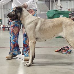 Anatolian Shepherd Dogs from Critter Love® Anatolians