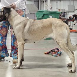 Anatolian Shepherd Dogs from Critter Love® Anatolians