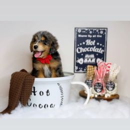 Aussiedoodle Puppies from Silva Ranch Doodles