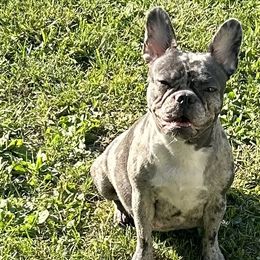 Boston Terriers, Companion Crosses, and French Bulldogs from Angie's Little Bostons And Frenchies