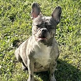 Boston Terriers, Companion Crosses, and French Bulldogs from Angie's Little Bostons And Frenchies