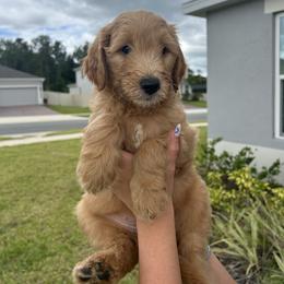 Goldendoodle Puppies from Darling Doodles