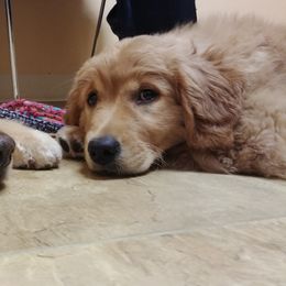 Golden Retriever Puppies from Topmast Goldens