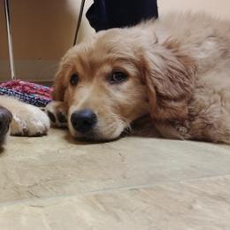 Golden Retriever Puppies from Topmast Goldens