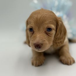 Cookie ee Female 1 - Cream female Dachshund puppy in North Branch, Michigan from Doxie View Acres