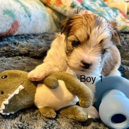Boy 1 - Black & tan tri-color male Morkie puppy in Ocala, Florida from Hummingbird Fields