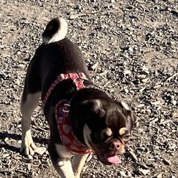 Pugs from Miljkovic & Co Pugs
