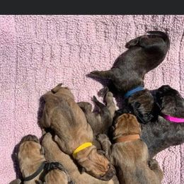 Cane Corso Puppies from Ironhide Cane Corso Italiano Kennels