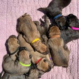 Cane Corso Puppies from Ironhide Cane Corso Italiano Kennels