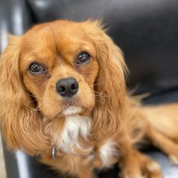 Cavalier King Charles Spaniel Puppies from Wasteland Cavaliers