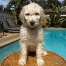 Girl 1 (red collar) - Cream female Goldendoodle puppy in San Diego, California from Southside Doodles