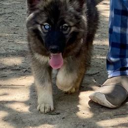 Fluffy - Agouti and white female Siberian Husky puppy in Tennessee from Heavenly Made Huskies and Poms