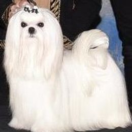 Oni - Maltese