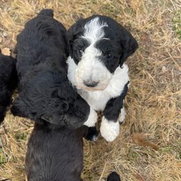 Girl 6 - female Poodle puppy in Frutia, Colorado from Switzer Poodles