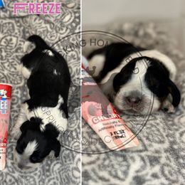 Freeze - Tri-Roan female English Springer Spaniel puppy in Fond Du Lac, Wisconsin from Clucking Homestead Springers & Dachshunds