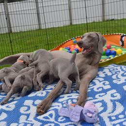 Weimaraner Puppies from Platinum Weimaraners
