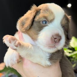 Miniature American Shepherd and Miniature Australian Shepherd Puppies from Whiskeytown Aussies