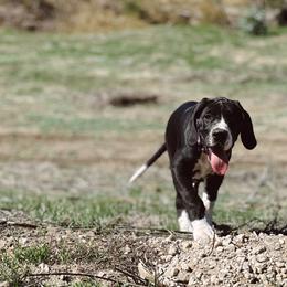 Great Dane Puppies from Babes & Danes